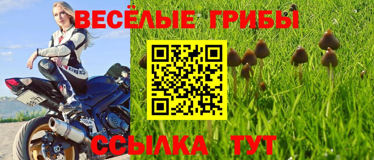 Галлюциногенные грибы Psilocybe  Вход с VPN  где найти наркотики  Минусинск 